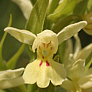 Dactylorhiza insularis