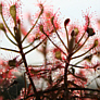 Drosera madgascariensis