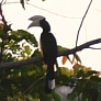 Wildlebender Doppelhornvogel auf Borneo.