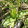 Pinguicula vulgaris im Flachmoor