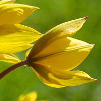 Tulipa sylvestris, Weinbergtulpe