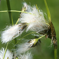 Flachmoorbeet